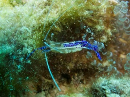 IPederson Shrimp and Corkscrew Anemone MG 7857